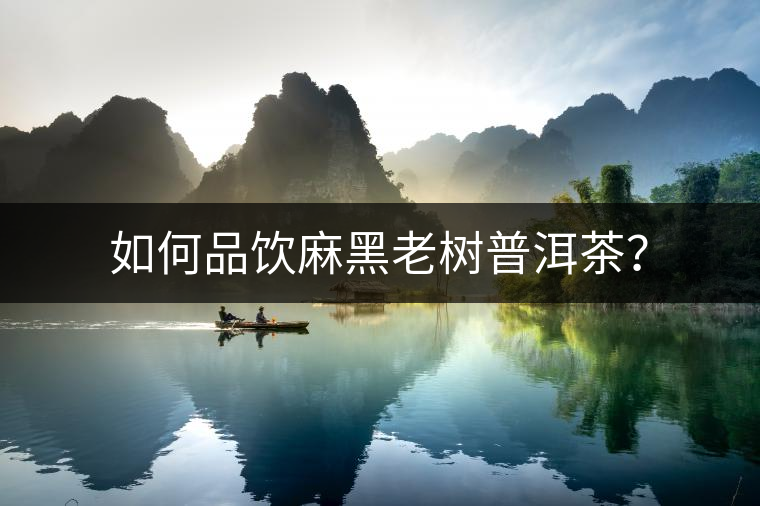如何品飲麻黑老樹普洱茶？