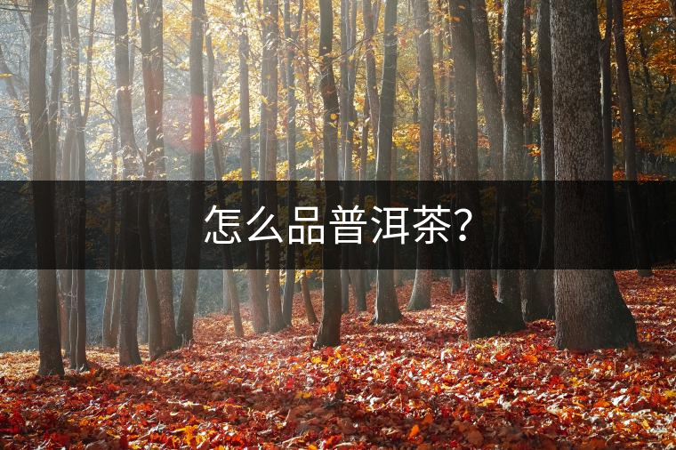 怎么品普洱茶？