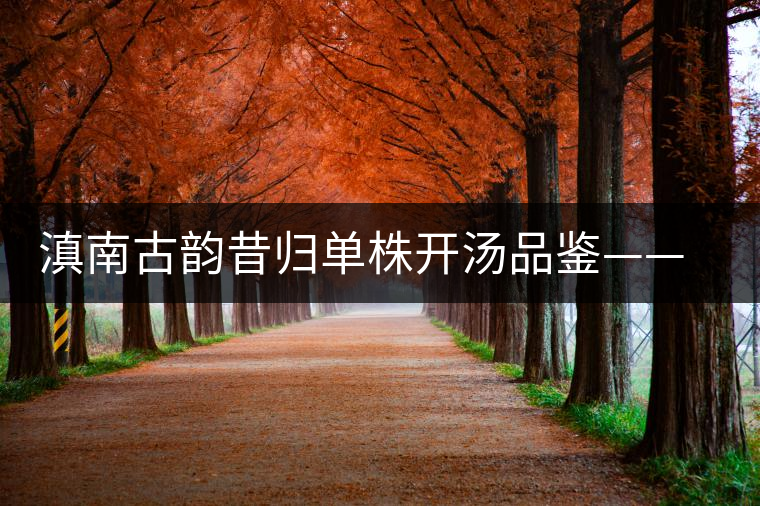 滇南古韻昔歸單株開湯品鑒——獨(dú)樹一味