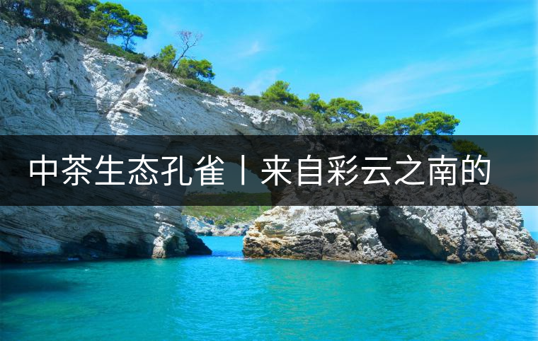 中茶生態(tài)孔雀丨來自彩云之南的味道