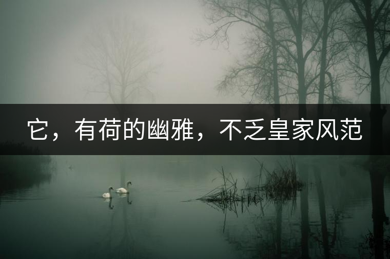 它，有荷的幽雅，不乏皇家風(fēng)范