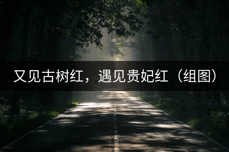 又見古樹紅，遇見貴妃紅（組圖）