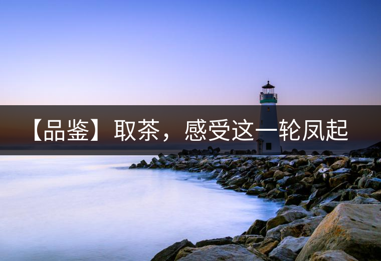 【品鑒】取茶，感受這一輪鳳起古茶的魅力