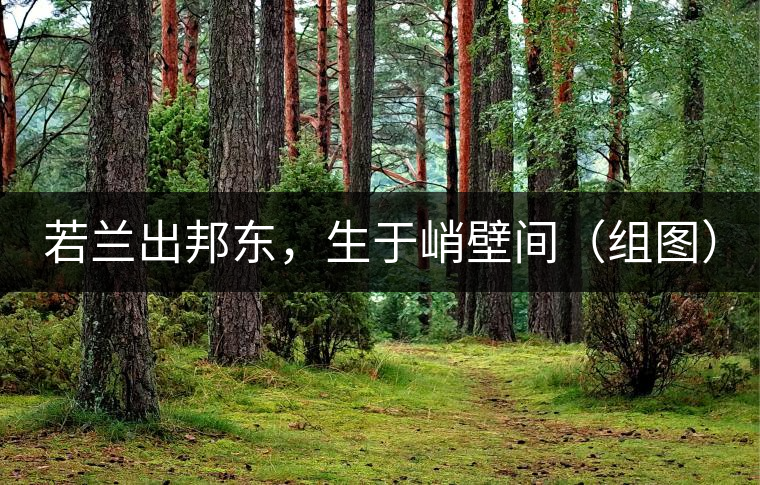 若蘭出邦東，生于峭壁間（組圖）