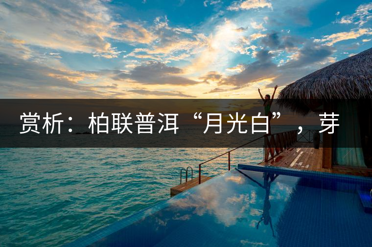 賞析：柏聯(lián)普洱“月光白”，芽白葉黑香甜四溢