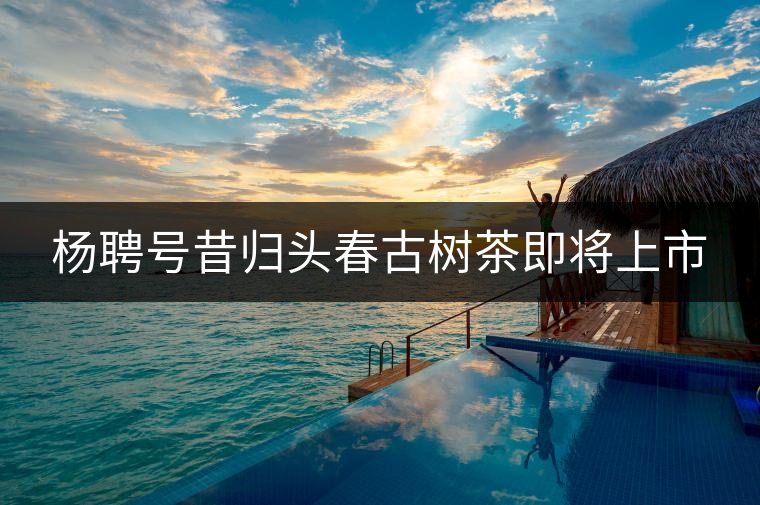 楊聘號(hào)昔歸頭春古樹(shù)茶即將上市 楊聘號(hào)昔歸頭春古樹(shù)茶即將上市