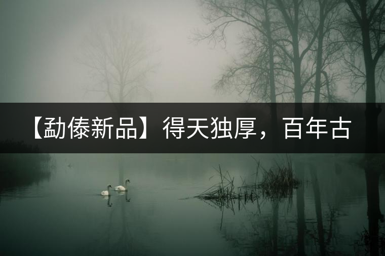 【勐傣新品】得天獨厚，百年古樹——磨烈古樹