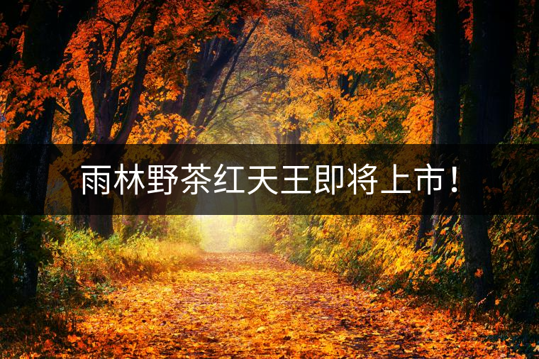 雨林野茶紅天王即將上市！