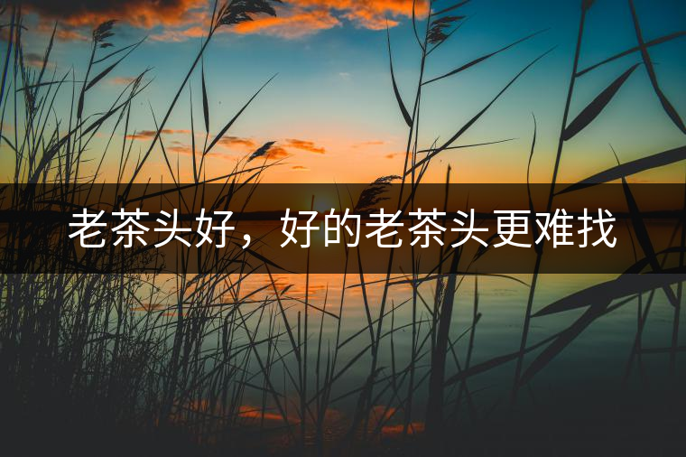 老茶頭好，好的老茶頭更難找