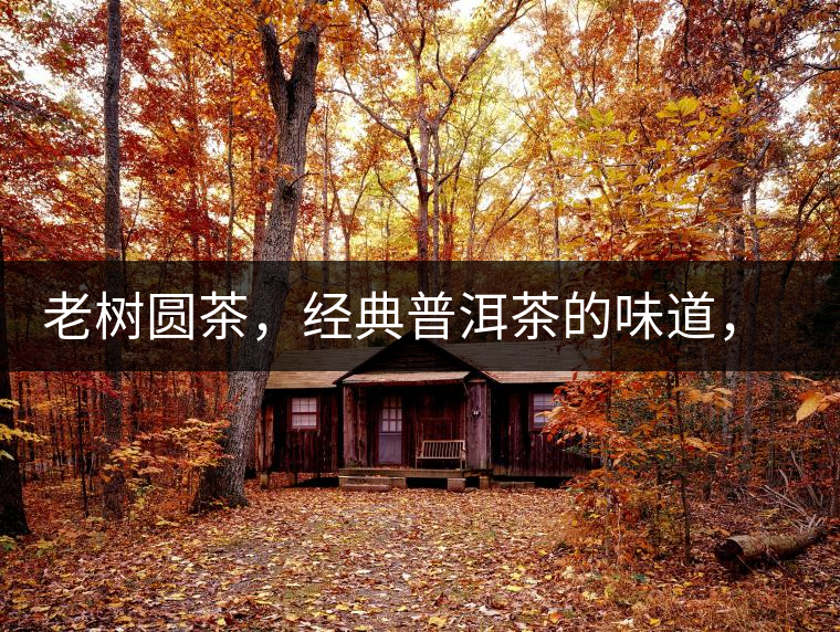 老樹圓茶，經(jīng)典普洱茶的味道，即將上市