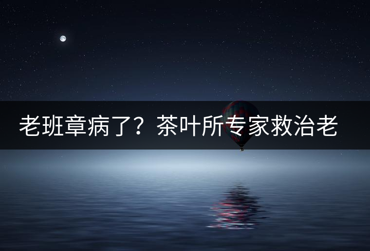 老班章病了？茶葉所專家救治老班章古茶樹