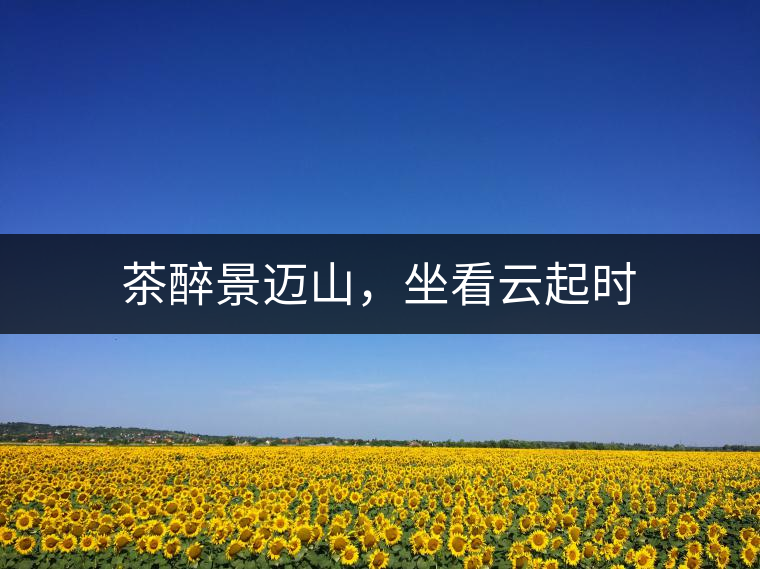 茶醉景邁山，坐看云起時