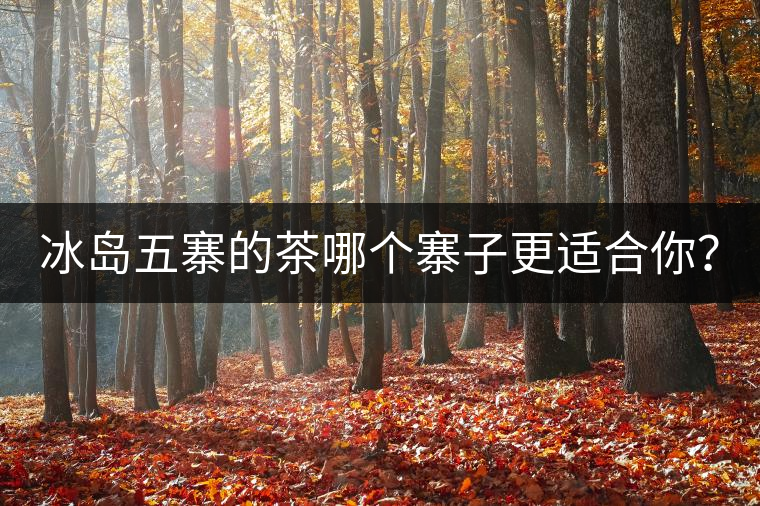 冰島五寨的茶哪個寨子更適合你？