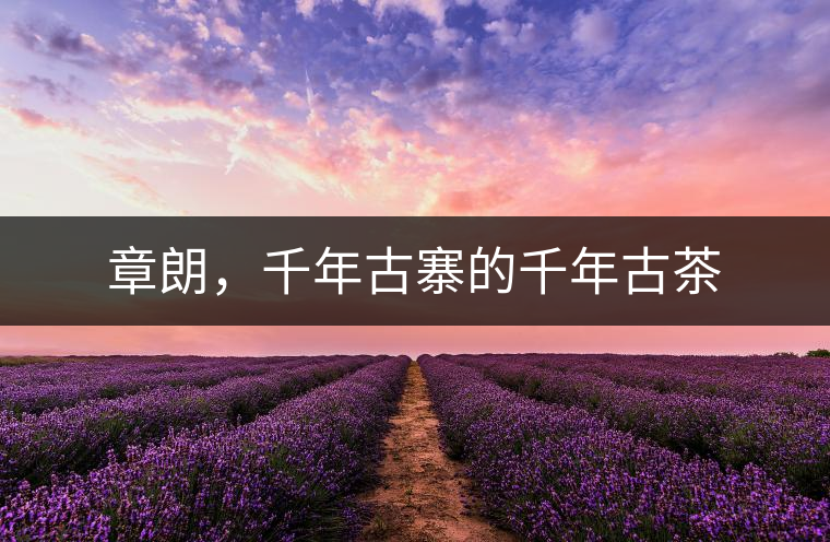 章朗，千年古寨的千年古茶