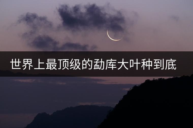 世界上最頂級的勐庫大葉種到底是什么？這篇文章講透了