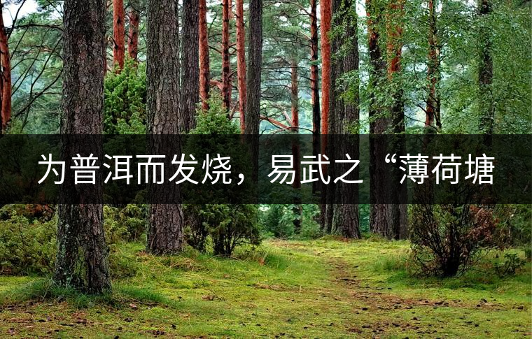 為普洱而發(fā)燒，易武之“薄荷塘