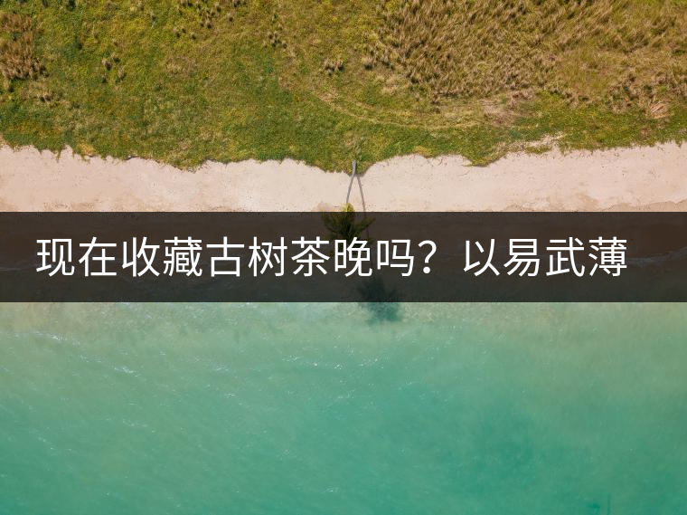 現(xiàn)在收藏古樹茶晚嗎？以易武薄荷塘古樹茶為例