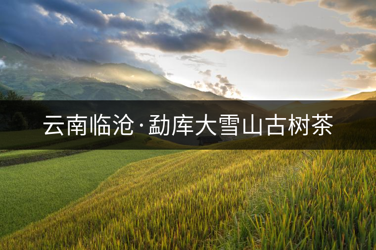 云南臨滄·勐庫(kù)大雪山古樹(shù)茶