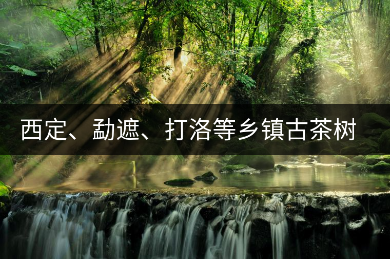 西定、勐遮、打洛等鄉(xiāng)鎮(zhèn)古茶樹資源