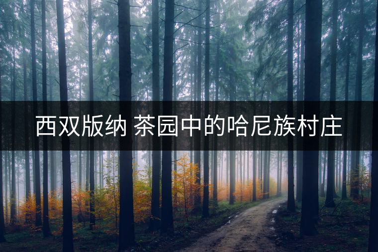 西雙版納 茶園中的哈尼族村莊