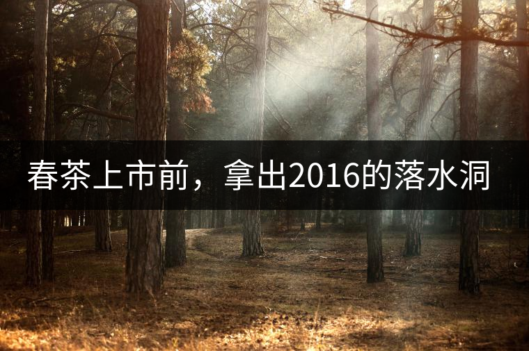 春茶上市前，拿出2016的落水洞秋茶開湯