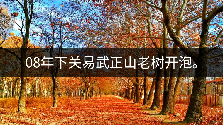 08年下關(guān)易武正山老樹開泡。