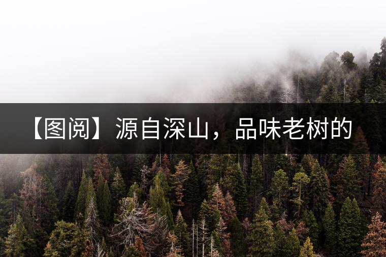 【圖閱】源自深山，品味老樹(shù)的味道