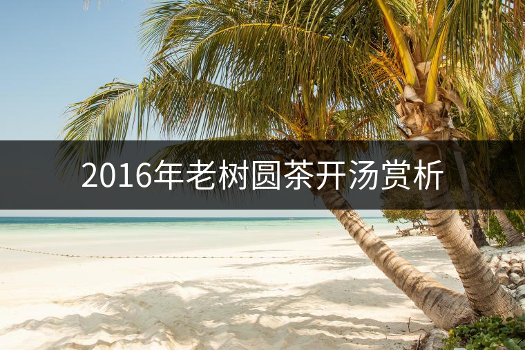 2016年老樹圓茶開湯賞析 2016年老樹圓茶開湯賞析