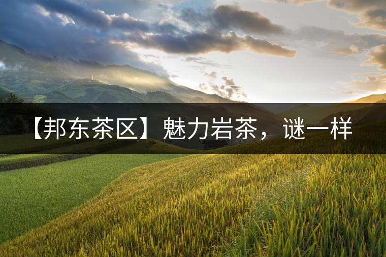 【邦東茶區(qū)】魅力巖茶，謎一樣的邦東！