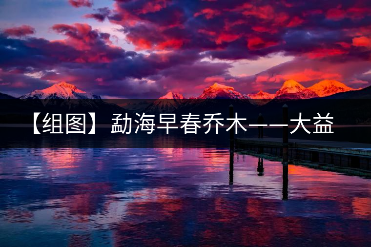 【組圖】勐海早春?jiǎn)棠尽笠尕曪為_(kāi)湯