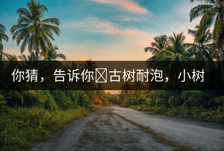 你猜，告訴你?古樹耐泡，小樹、臺地不耐泡都是什么心理？