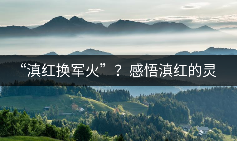 “滇紅換軍火”？感悟滇紅的靈與性！