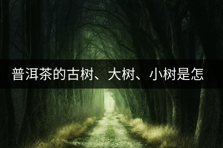 普洱茶的古樹、大樹、小樹是怎樣劃分的？