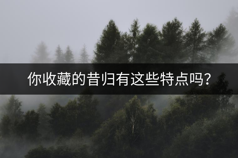 你收藏的昔歸有這些特點(diǎn)嗎？