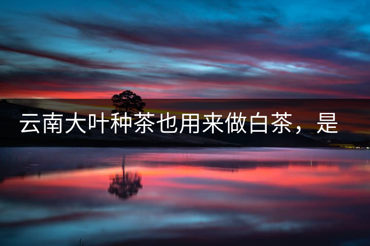 云南大葉種茶也用來做白茶，是真的好喝嗎？