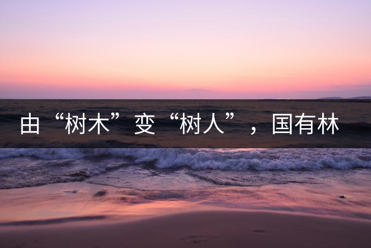 由“樹木”變“樹人”，國有林普洱茶為什么越來越受歡迎？