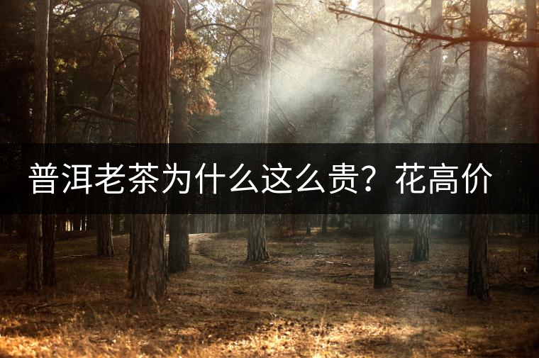 普洱老茶為什么這么貴？花高價買值嗎？