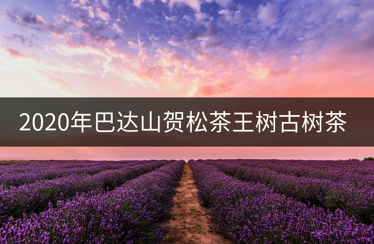 2020年巴達(dá)山賀松茶王樹(shù)古樹(shù)茶特點(diǎn)