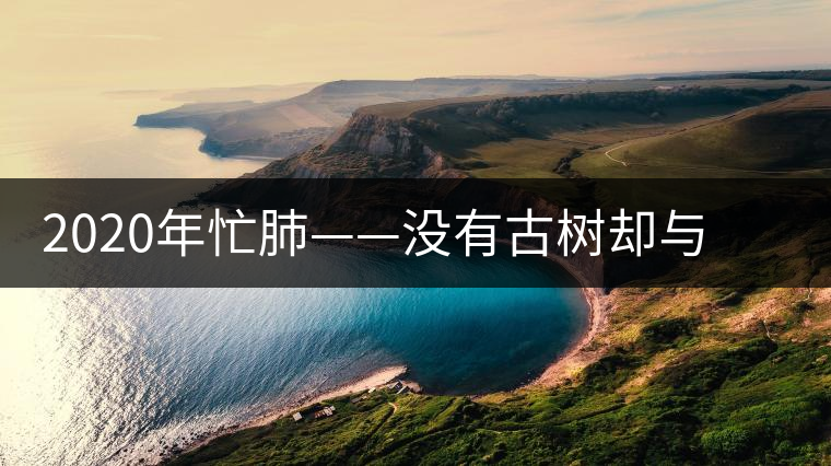 2020年忙肺——沒有古樹卻與冰島、昔歸齊名的普洱茶