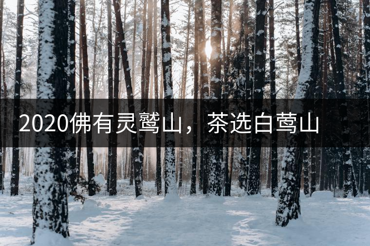 2020佛有靈鷲山，茶選白鶯山——白鶯山二嘎子茶