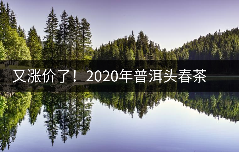 又漲價了！2020年普洱頭春茶同比減產50%，導致微小區(qū)域價格上浮