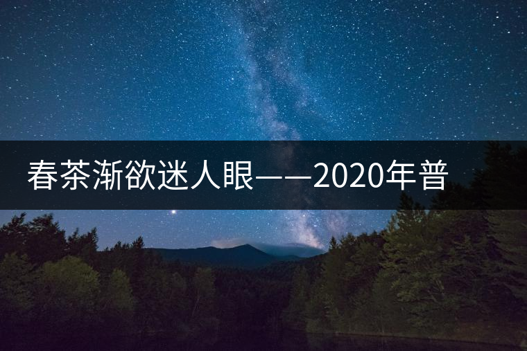 春茶漸欲迷人眼——2020年普洱春茶上市，可別買假了