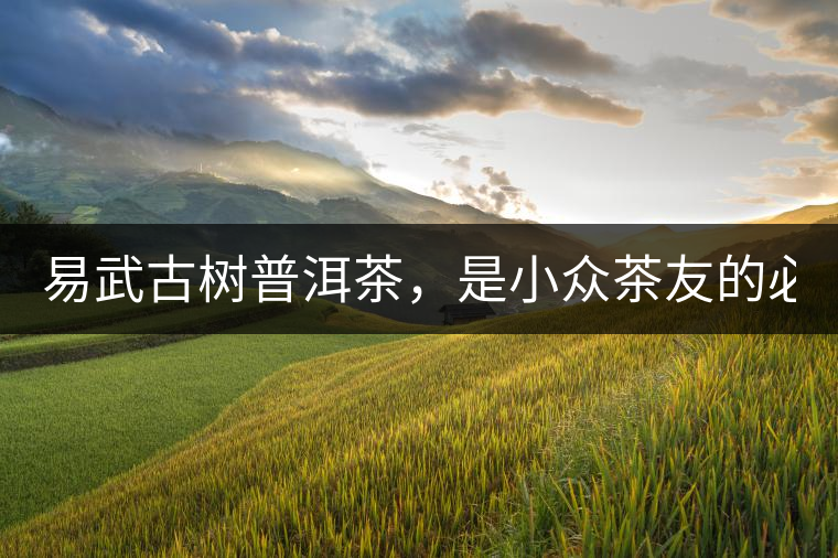 易武古樹(shù)普洱茶，是小眾茶友的必選？