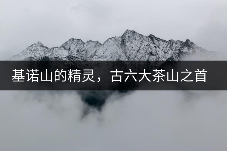 基諾山的精靈，古六大茶山之首武侯遺種攸樂古樹茶