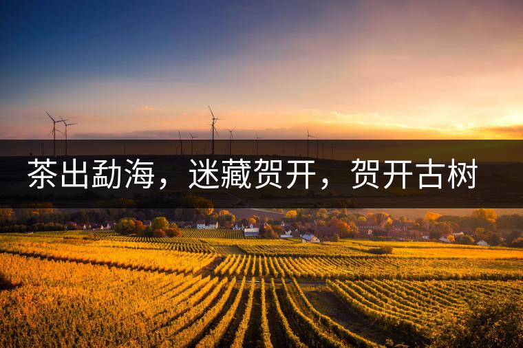 茶出勐海，迷藏賀開，賀開古樹普洱茶