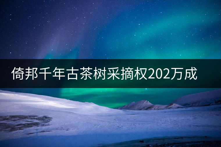 倚邦千年古茶樹采摘權(quán)202萬成交價創(chuàng)新高