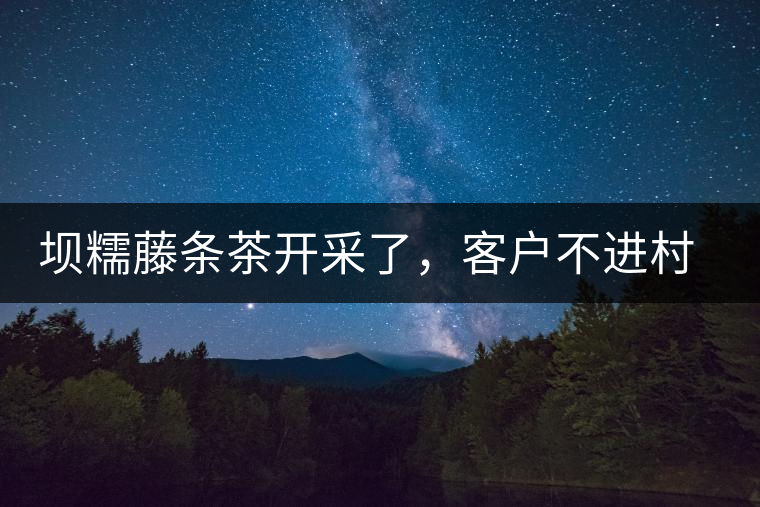 壩糯藤條茶開采了，客戶不進(jìn)村，村民怎么賣茶？