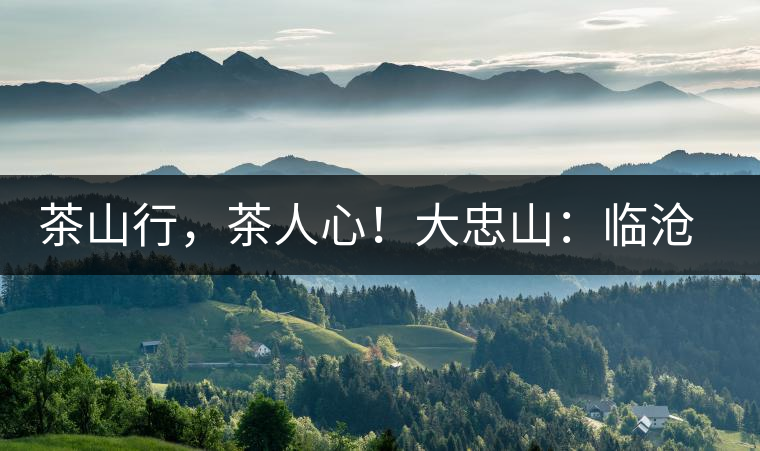茶山行，茶人心！大忠山：臨滄之龍，雪山之熊
