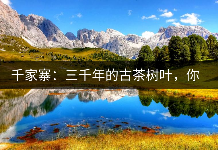 千家寨：三千年的古茶樹葉，你還有機(jī)會(huì)喝到嗎？