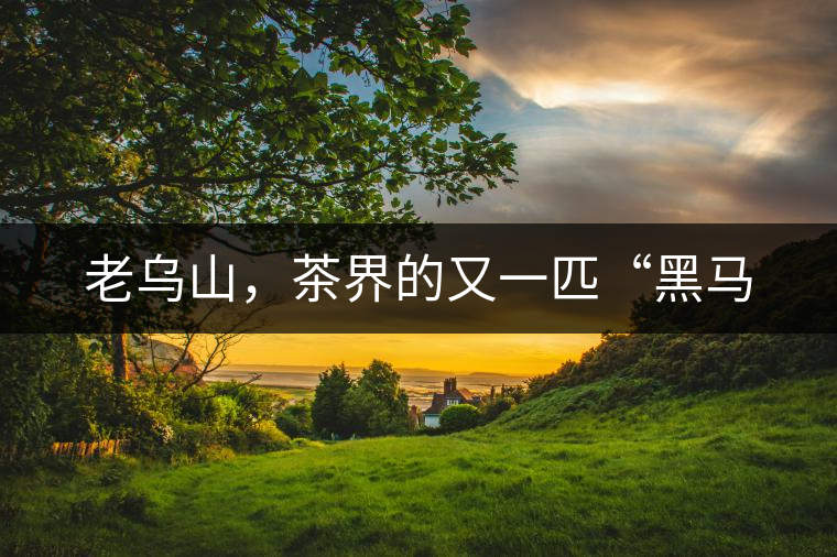 老烏山，茶界的又一匹“黑馬